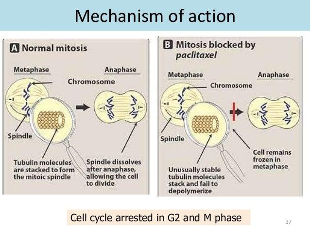 Normal mitosis compared with paclitaxel-induced mitotic arrest