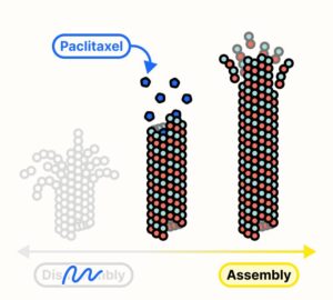 Diagram showing how paclitaxel stabilizes microtubules and disrupts cancer cell division